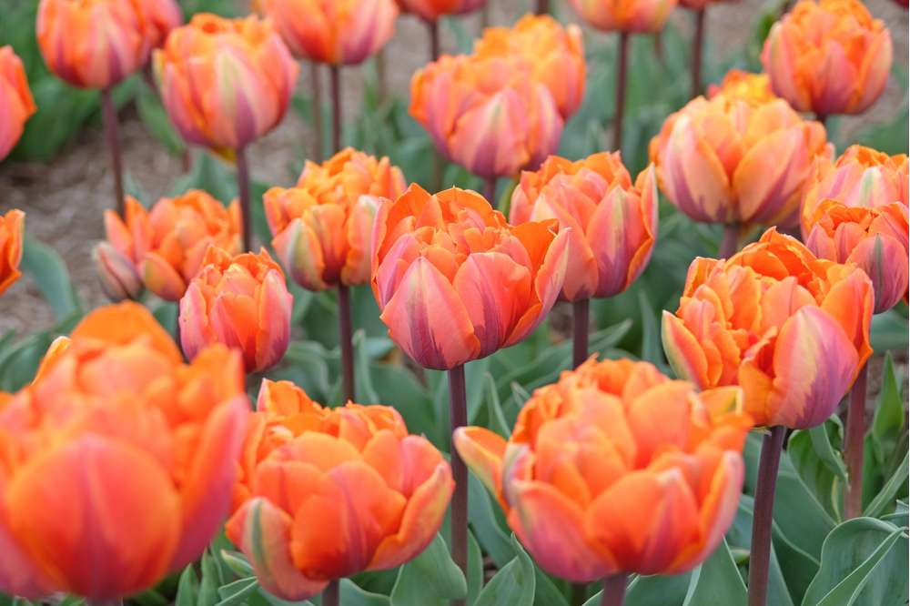 Tulpan 'Orange Princess' (Storköp) – 50 lökar